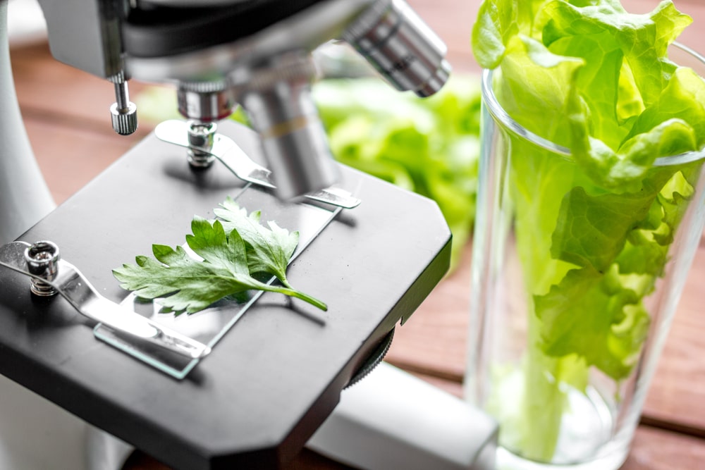Food sample placed under a microscope for inspection